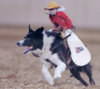 dog-cowboy-monkey.jpg