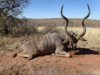 kudu.JPG