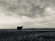 Grasslands ND_sm.jpg