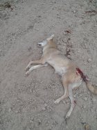 Coyote 10 10 23.jpg
