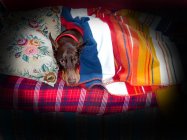 lugar under the covers.jpg