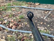 IMG_2700.jpeg