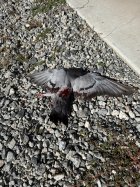 IMG_1026.jpeg