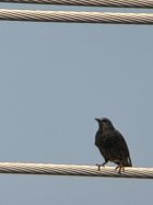 IMG_6248.jpeg