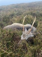 IMG_0253.jpeg