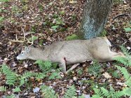 IMG_3122.jpeg