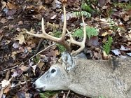 IMG_3121.jpeg