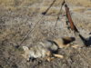 coyote kill 23.JPG