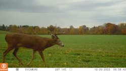 buck1.jpg