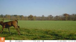 buck3.jpg