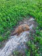 IMG_9229.jpeg