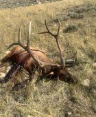 Elk 2023 edit.jpg