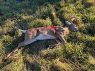IMG_3618.jpeg