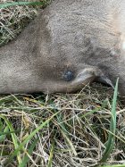 IMG_1184.jpeg