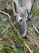 IMG_1185.jpeg