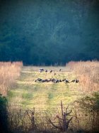 IMG_6190.jpeg
