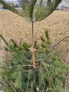 deer damage.jpg