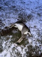 fallow_deer_05.12.22023.jpg