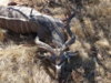kudu in situ2.JPG