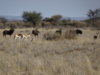 springbok and black wildebeest.JPG