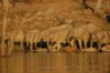 elephants drinking sunset.JPG