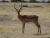 impala ram1.JPG
