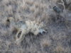 coyote kill 32.JPG