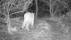 big kitty.jpg