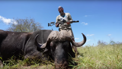 cape-buffalo-q-fix-86-blackout.png