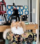IMG_7207.jpeg