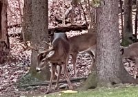 IMG_4043.jpeg
