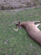 1-6-24 Deer.jpg