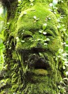 Mossy.jpg