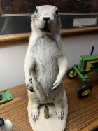1394 yd prarie dog.jpg