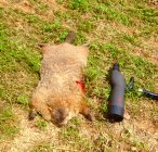 IMG_3796.jpeg
