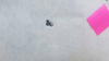 16114234_10154306843652507_3267866926680789400_n.png