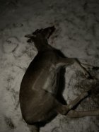 fallow_deer headshot_small.jpg