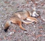 yote1a.jpg