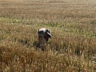 IMG_2480.jpeg