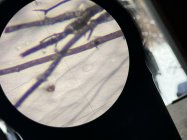 IMG_2244.jpeg
