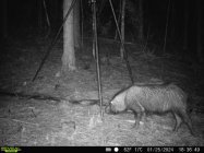 Earless Hog.jpg