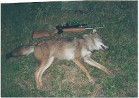 Coyote.jpg