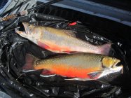 IMG_0206.JPG