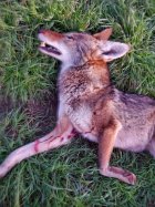 yote1.jpg