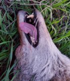 yote2.jpg