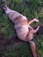 yote3.jpg