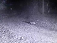 FOX-850.jpg