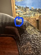 IMG_4629.jpeg