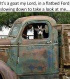 Goat in a flatbed truck.jpg