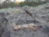 coyote kill 18.JPG